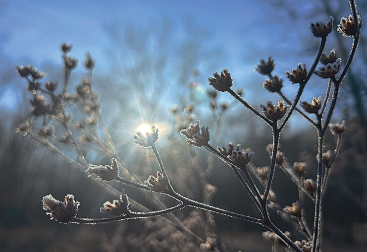 Picture This: Frosty Morning
